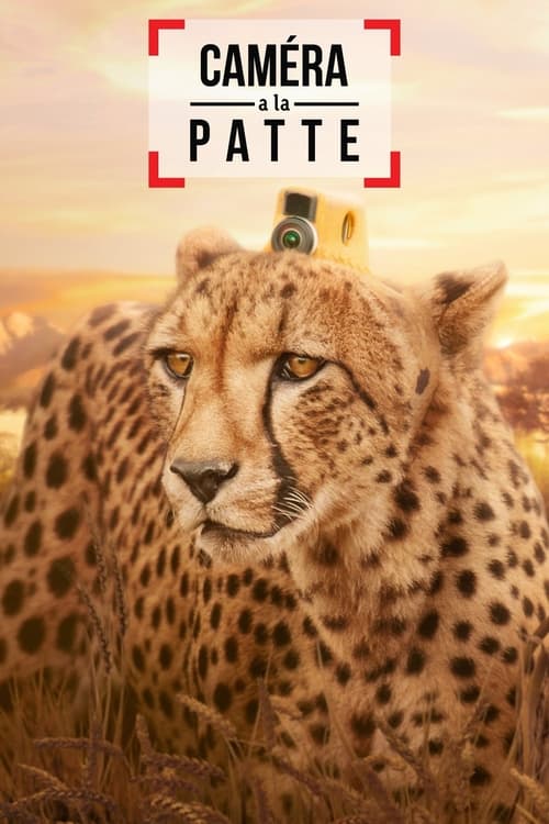 Caméra à la patte - Saison 1 en streaming