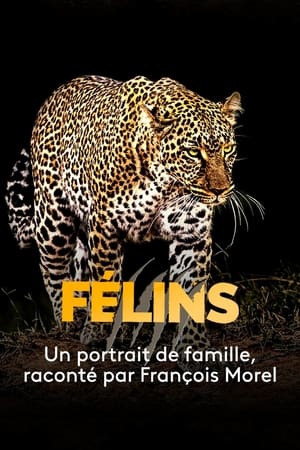 Félins en streaming